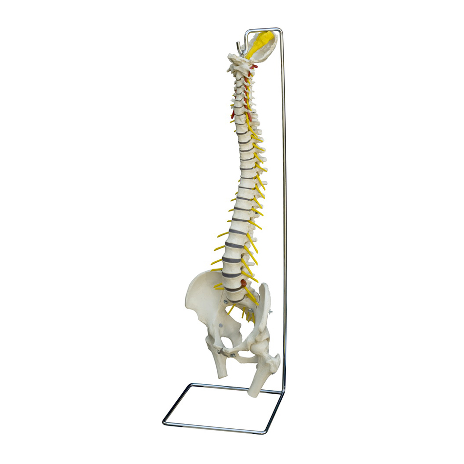 Flexible Spines and Functional Joints