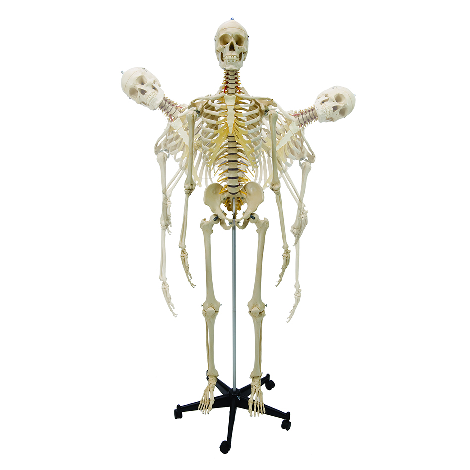 Squelettes et modèles anatomiques