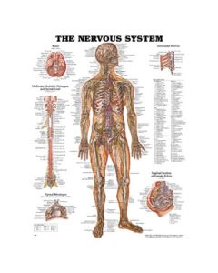 The Nervous System