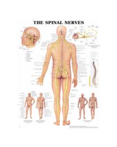 Spinal Nerves