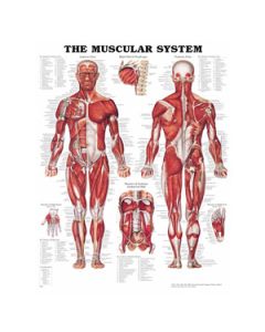 The Muscular System
