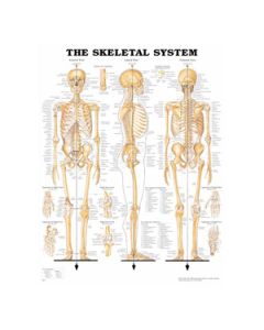 The Skeletal System
