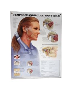 Temporomandibular Joint (TMJ)