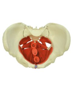 Modèle de muscles du plancher pelvien