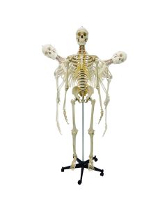 Modèle de squelette flexible