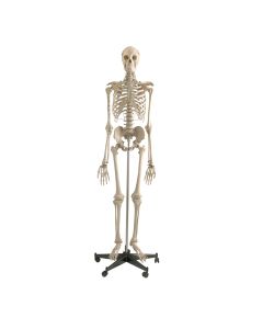 Modèle de squelette standard