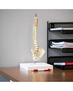 Miniature de colonne vertébrale entièrement flexible avec artères et terminaisons nerveuses