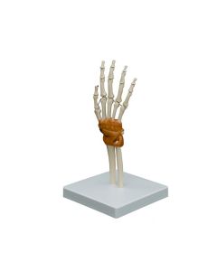 Modèle flexible de l’articulation de la main