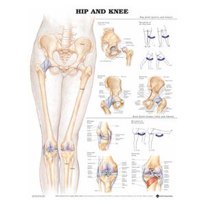 Poster anatomique anatomique de l'articulation du genou à bas prix