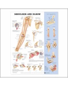 Shoulder and Elbow