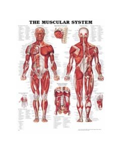 The Muscular System