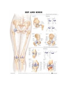 Hip & Knee