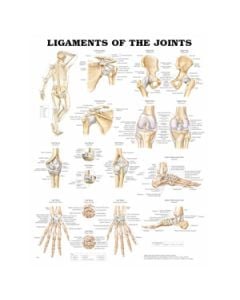 Ligaments of the Joints