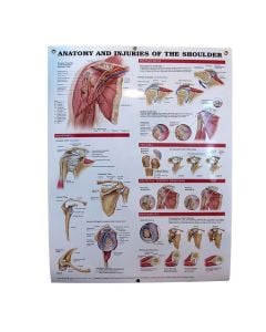 Anatomy & Injuries of the Shoulder