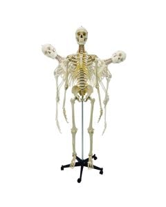 Flexible Skeleton