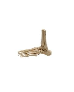 Foot Skeleton Model