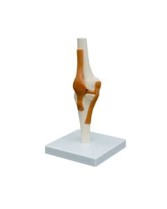 Flexible Knee Joint Model