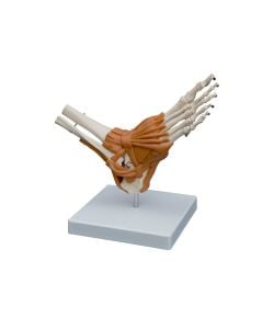 Flexible Foot Joint Model