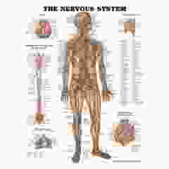 The Nervous System