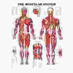 The Muscular System