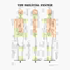 The Skeletal System