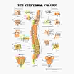 Vertebral Column