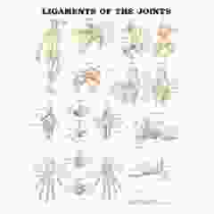 Ligaments of the Joints