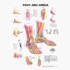 Foot & Ankle - Anatomy & Injuries