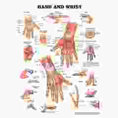 Hand & Wrist