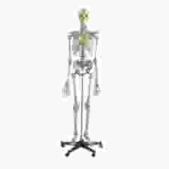 Modèle de squelette standard