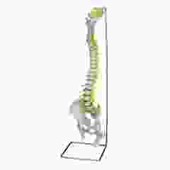Modèle de colonne vertébrale flexible avec hernie discale