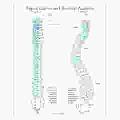 Right Postural Analysis