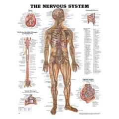 The Nervous System