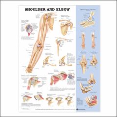 Shoulder and Elbow