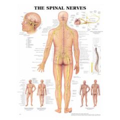 Spinal Nerves