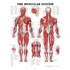 The Muscular System
