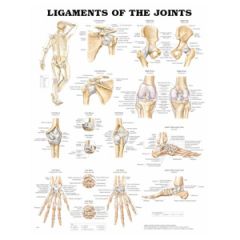 Ligaments of the Joints