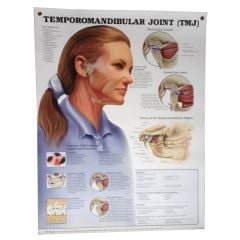 Temporomandibular Joint (TMJ)