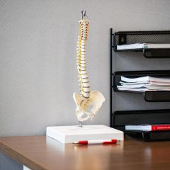 Miniature de colonne vertébrale entièrement flexible avec artères et terminaisons nerveuses