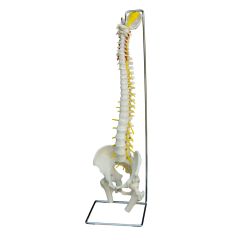 Modèle de colonne vertébrale physiologique