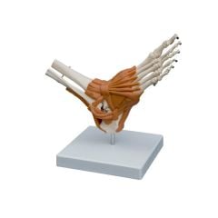 Modèle flexible de l'articulation du pied