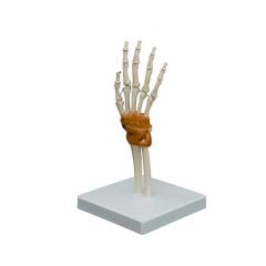 Modèle flexible de l’articulation de la main