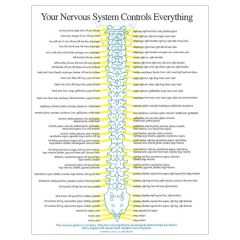 Your Nervous System Insert